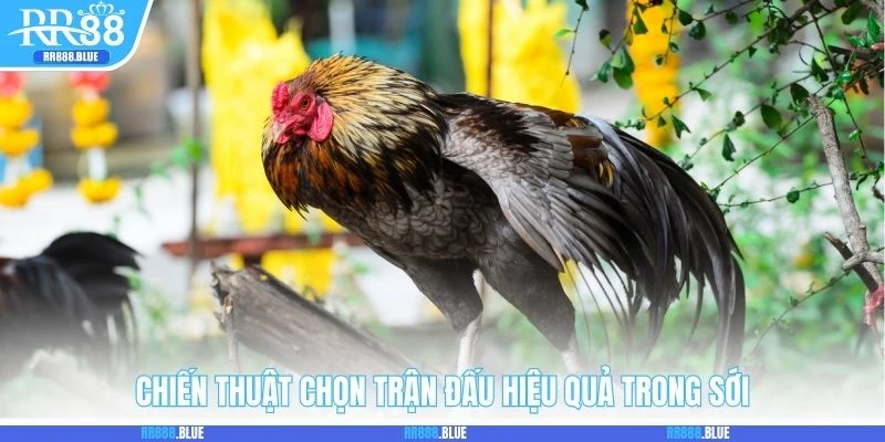 Chiến thuật chọn trận đấu hiệu quả trong sới