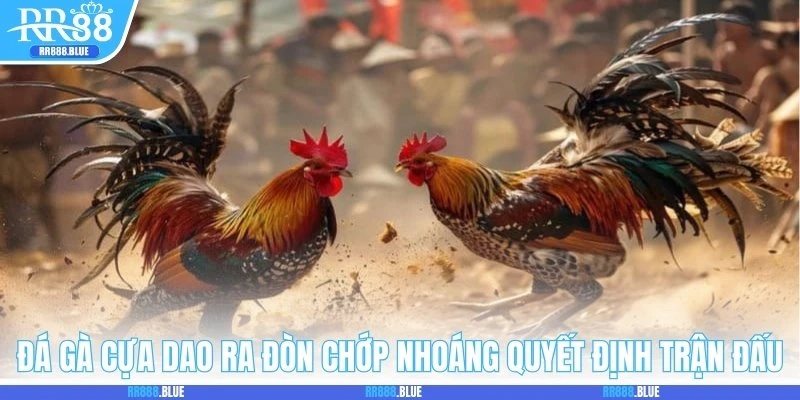 Đá gà cựa dao ra đòn chớp nhoáng quyết định trận đấu