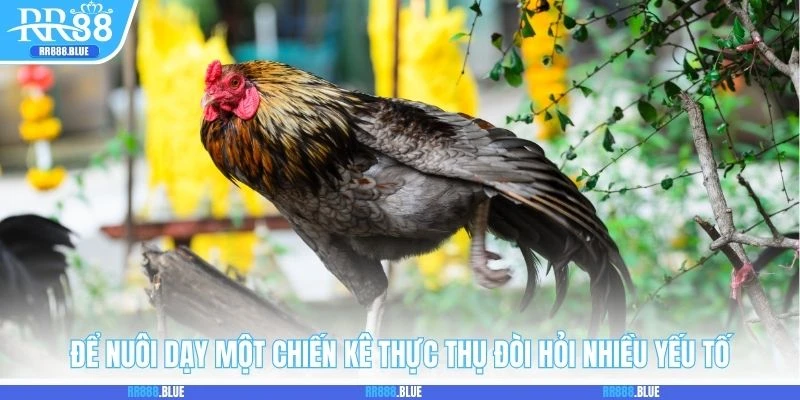 Để nuôi dạy một chiến kê thực thụ đòi hỏi nhiều yếu tố