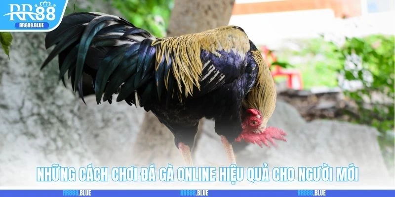 Những cách chơi đá gà online hiệu quả cho người mới
