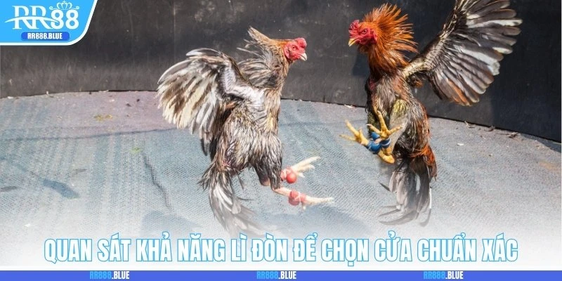 Quan sát khả năng lì đòn để chọn cửa chuẩn xác