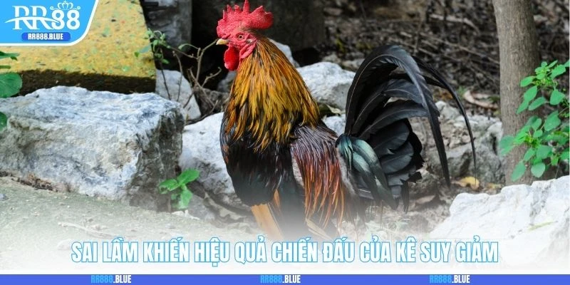 Sai lầm khiến hiệu quả chiến đấu của kê suy giảm